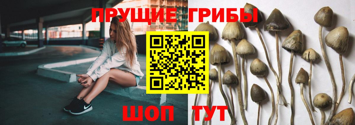 Краснокаменск  Галлюциногенные грибы Psilocybine cubensis  цены   Вход с VPN 